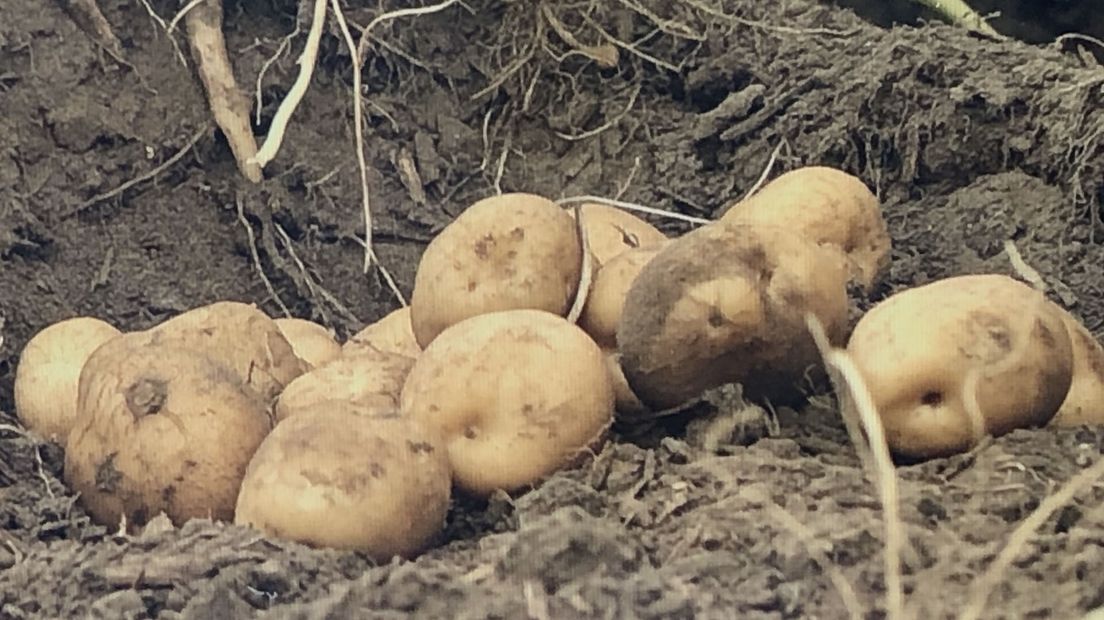 De oogst van afgelopen zomer leverde kleinere en minder aardappels op