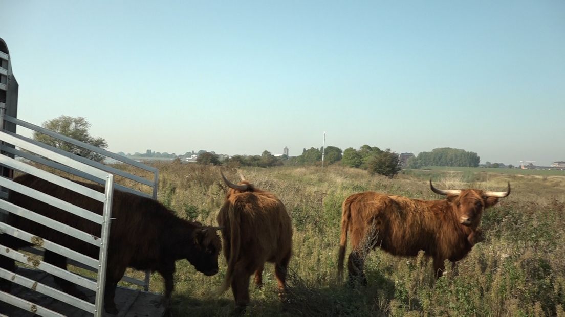 Een kudde Hooglanders graast voortaan in de Willemswaard in Tiel.