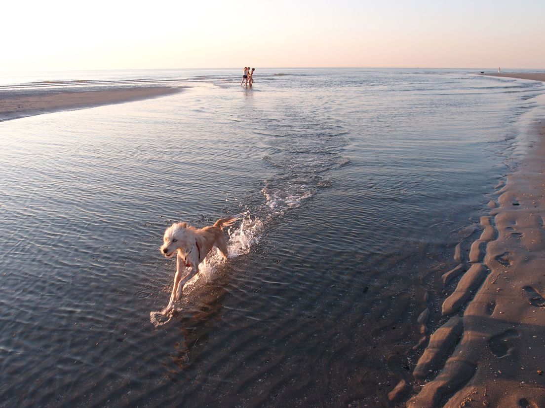Hond Mees aan het rennen op het strand