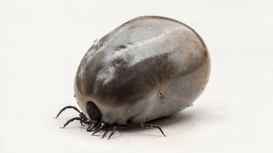 Foto: De teek boort zich in je en teert maanden op één maaltijd