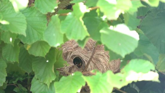 Nest met Aziatische hoornaars geruimd