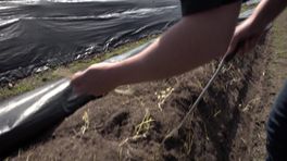 Aspergemachine steekt asperges in Zuidwolde