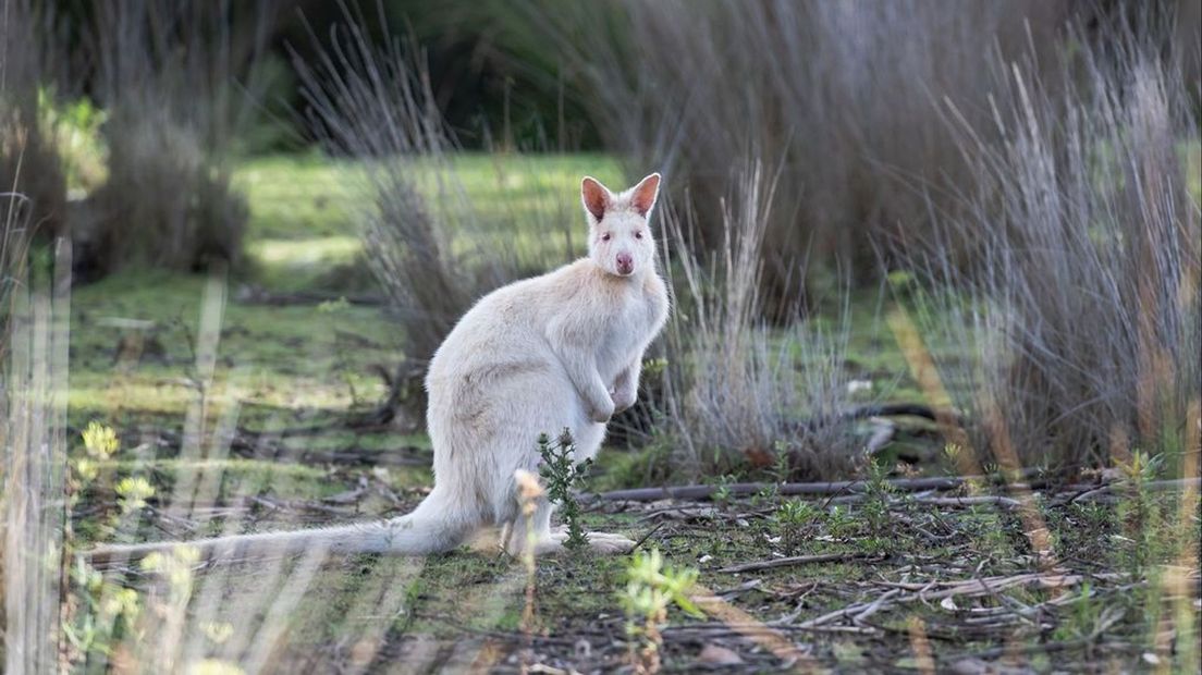 Bij het zien van de kangoeroe wordt gevraagd contact op te nemen met de Dierenambulance.