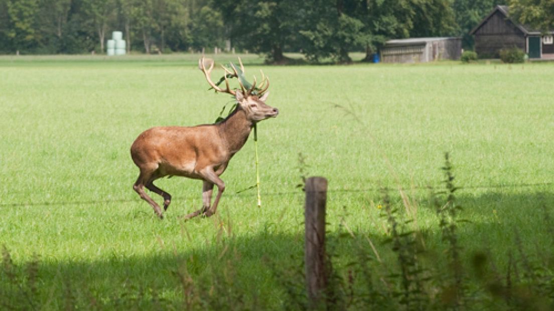 Langs de N302 tussen Ermelo en Speuld werd donderdagmiddag door de politie een groep edelherten uit een maisveld gejaagd.