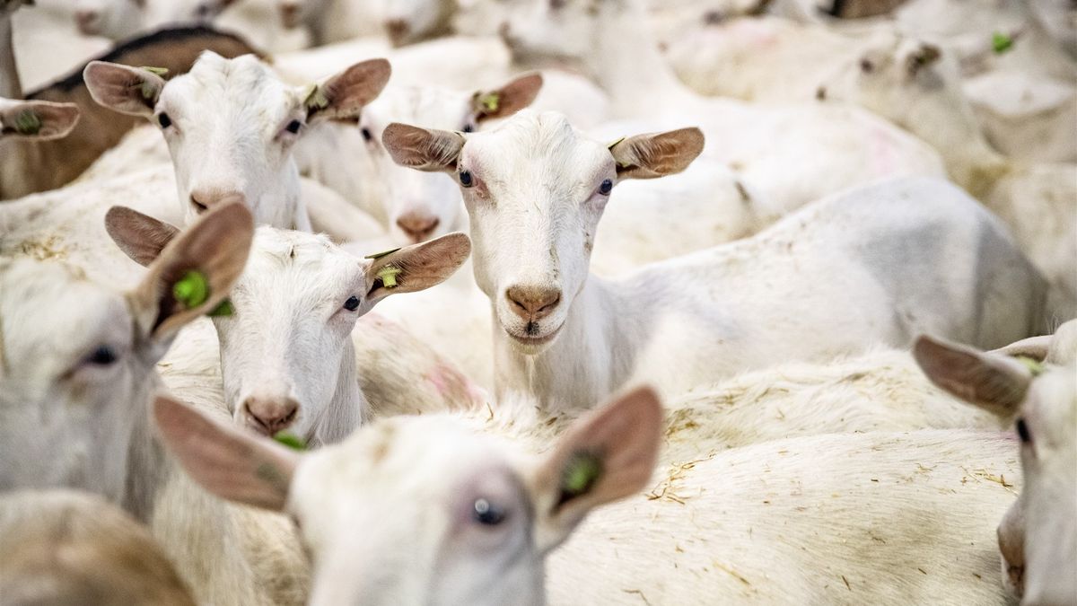 Toch geen geitenhouderij naast extra beveiligde gevangenis Ritthem, 'grotere kans op longontsteking'