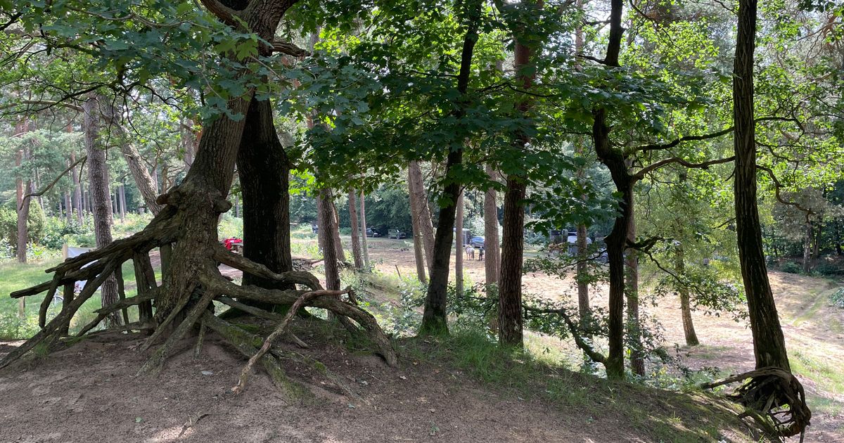 The unique “old forest of Drenthe” has existed for almost two hundred years.