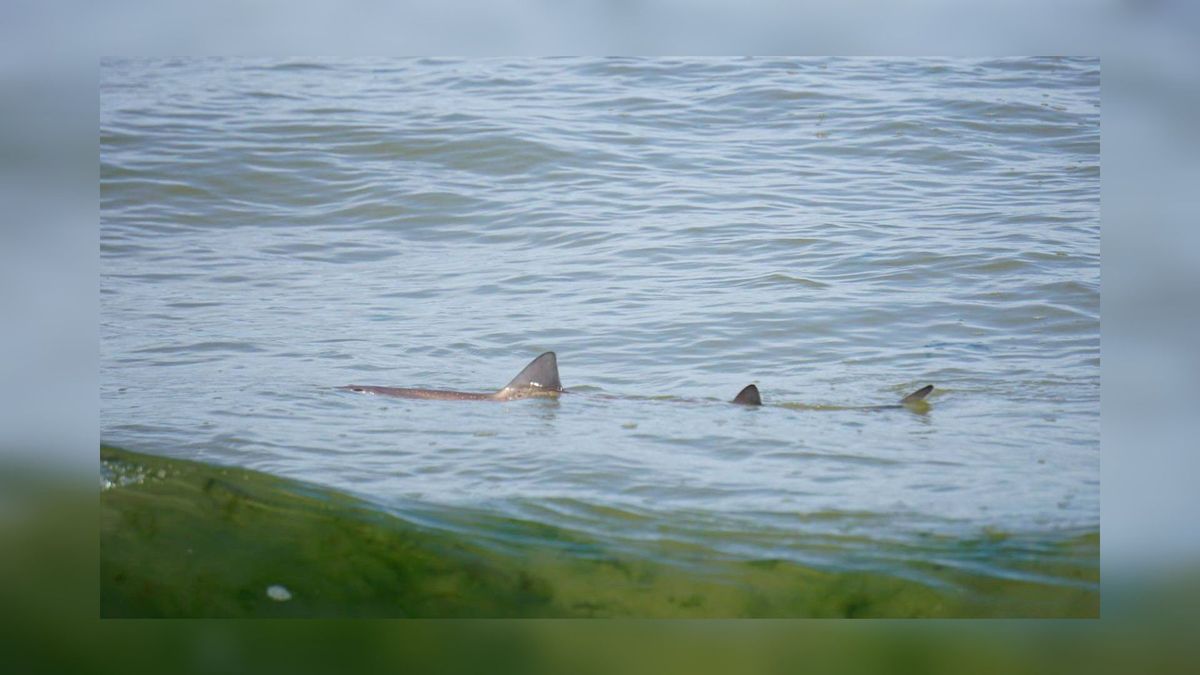 Haai gezien voor de kust van Terschelling