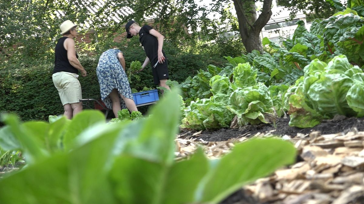 Eerste oogstseizoen feestelijk begonnen in voedseltuin Beilen: 'Ik ga een lekkere salade maken'