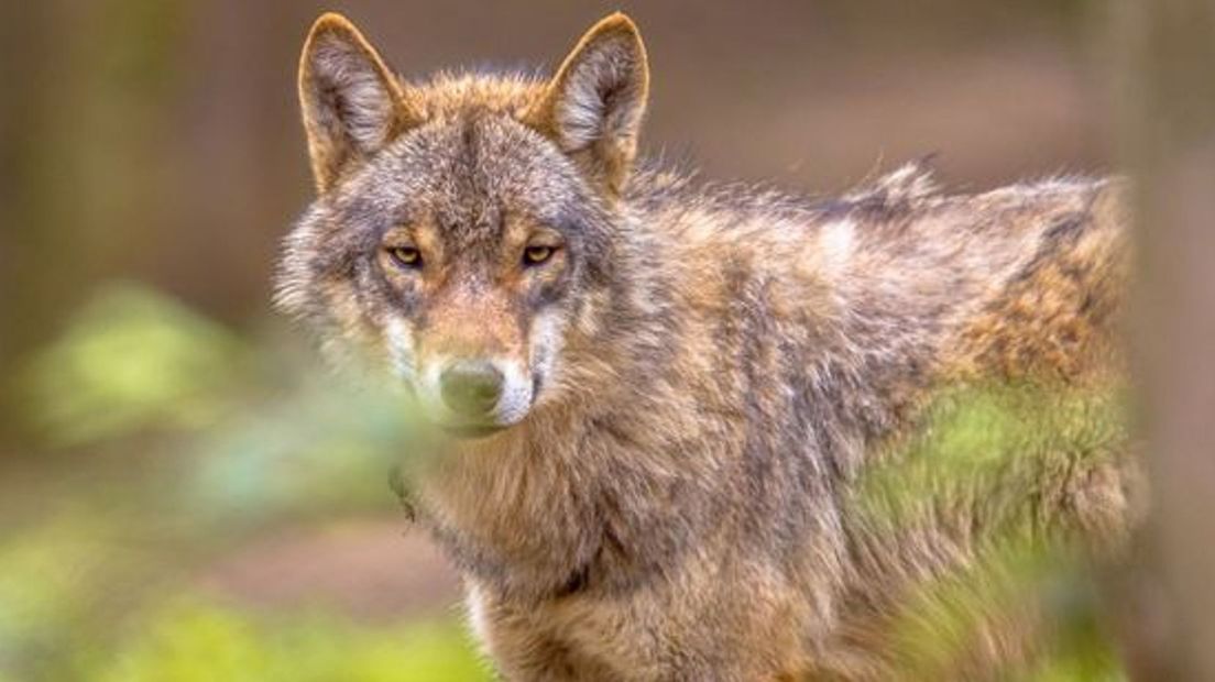 Europese Commissie denkt erover wolf minder strikt te beschermen