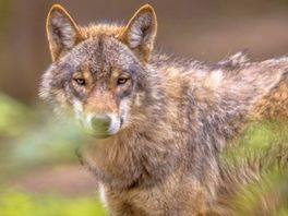 Europese Commissie overweegt wolf minder te beschermen