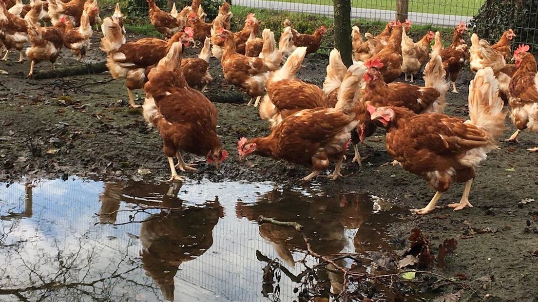 De kippen van pluimveebedrijf Jannink- Schabbink in Hertme mogen weer naar buiten