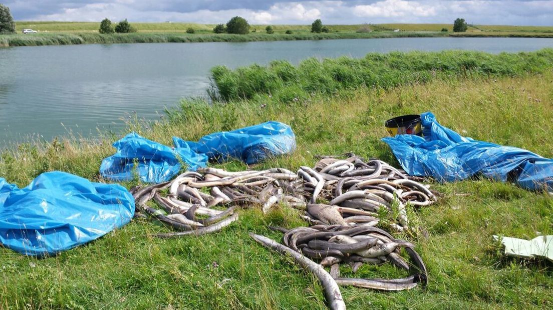 Dode palingen in een veld naast het water