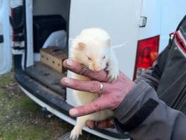 Ratten vangen met een fret en hondjes