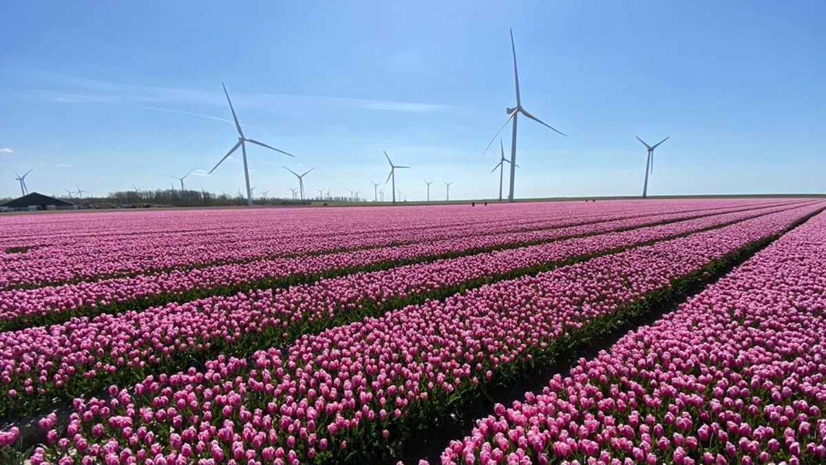 Kijken! De mooiste beelden van tulpenvelden in de regio