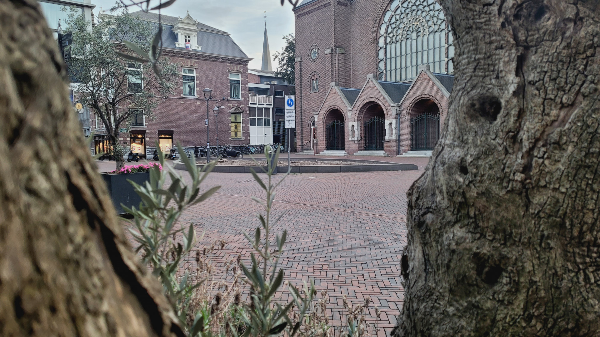 Uitzicht op de plek waar tot vorig jaar drie grote kastanjebomen stonden