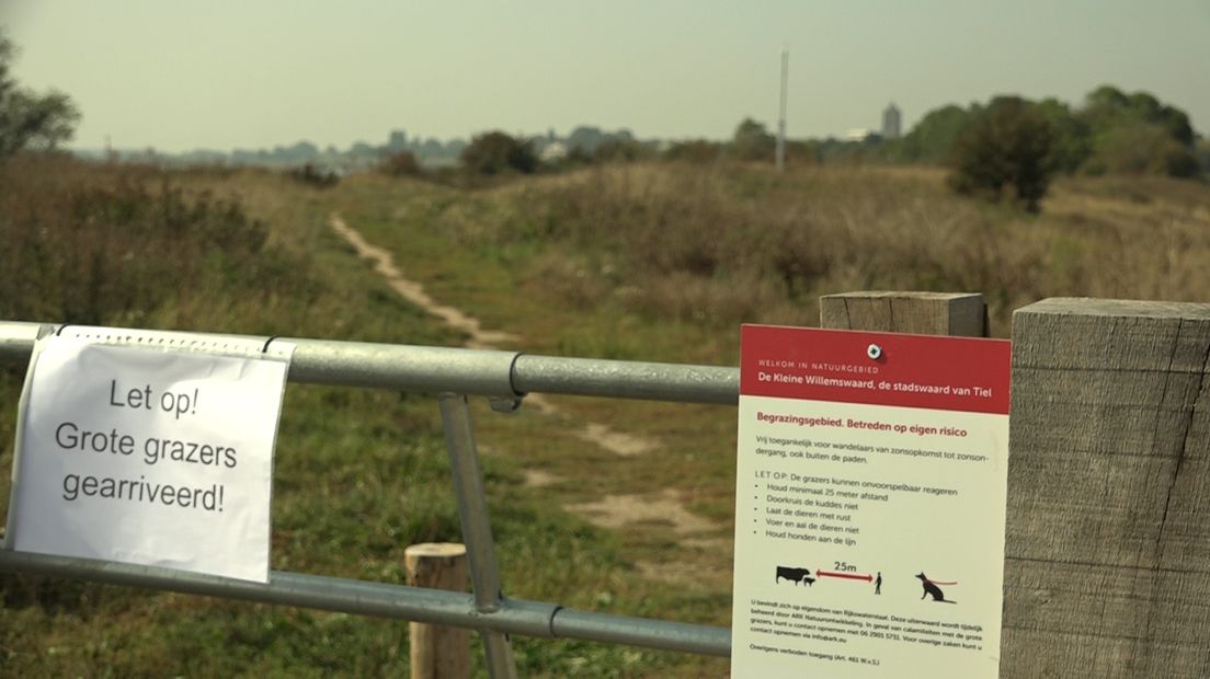 Een kudde Hooglanders graast voortaan in de Willemswaard in Tiel.