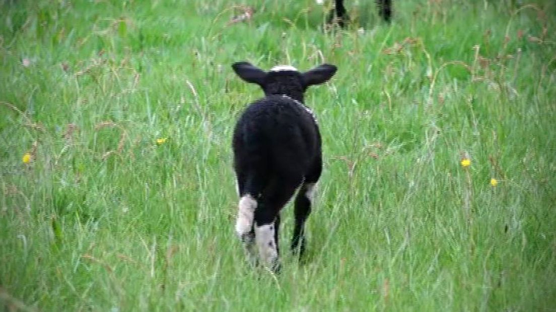 Schapen lopen gevaar door loslopende honden. (Foto RTV Drenthe/Dylan de Lange)