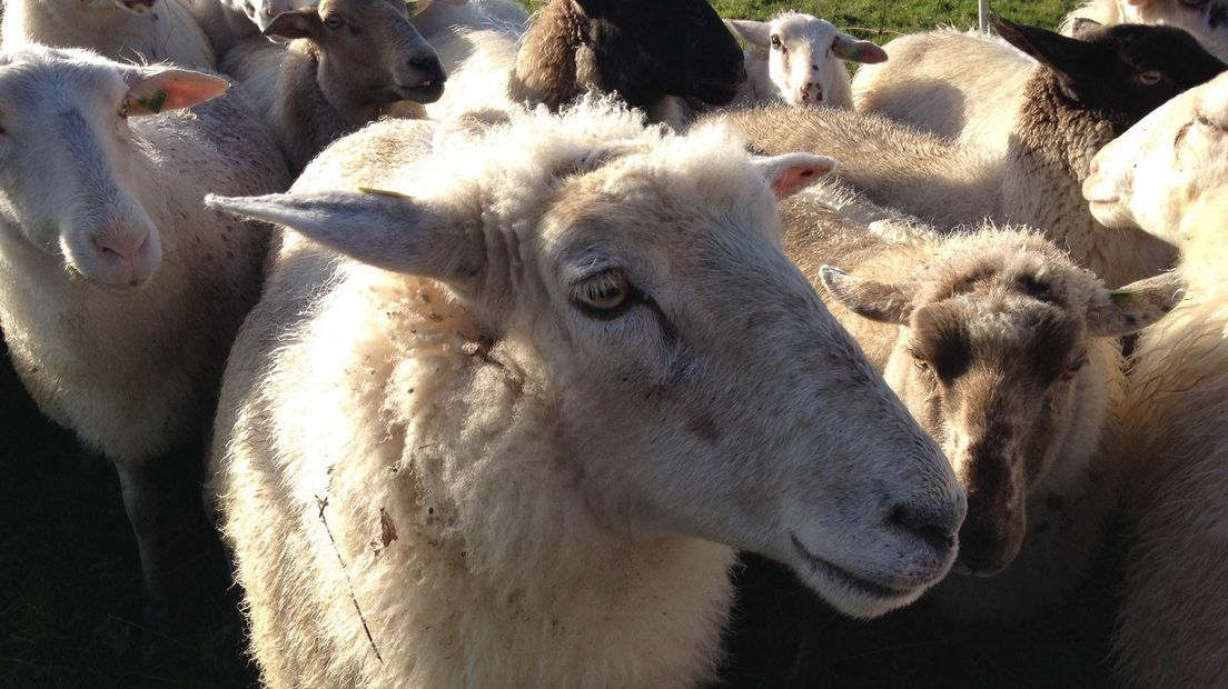 Een aantal schapen, niet die van boer De Haan