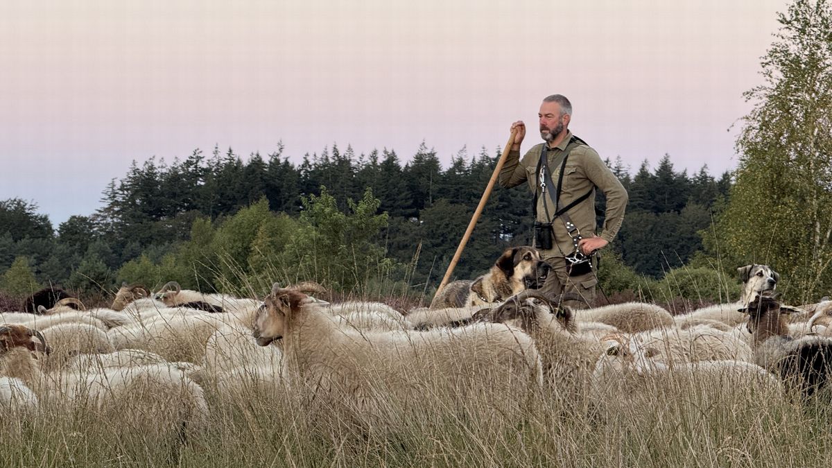 Herders en hei de dupe van aanhoudende droogte: 'Het gaat ontzettend hard'