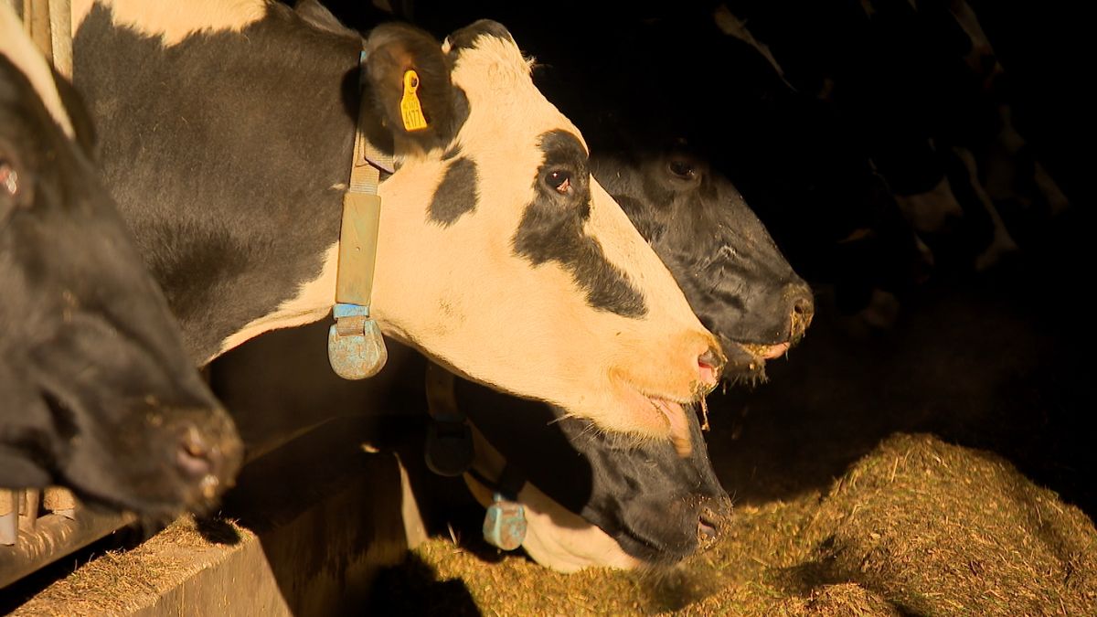 Boeren moeten meedenken over stikstof: 'Met wat koeien weghalen winnen we niet veel'