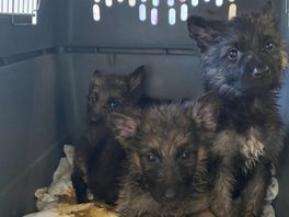Tien ‘piepjonge’, verwaarloosde en magere pups in beslag genomen
