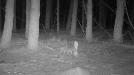 Wildcam: wolf en vos gebruiken hetzelfde pispaaltje