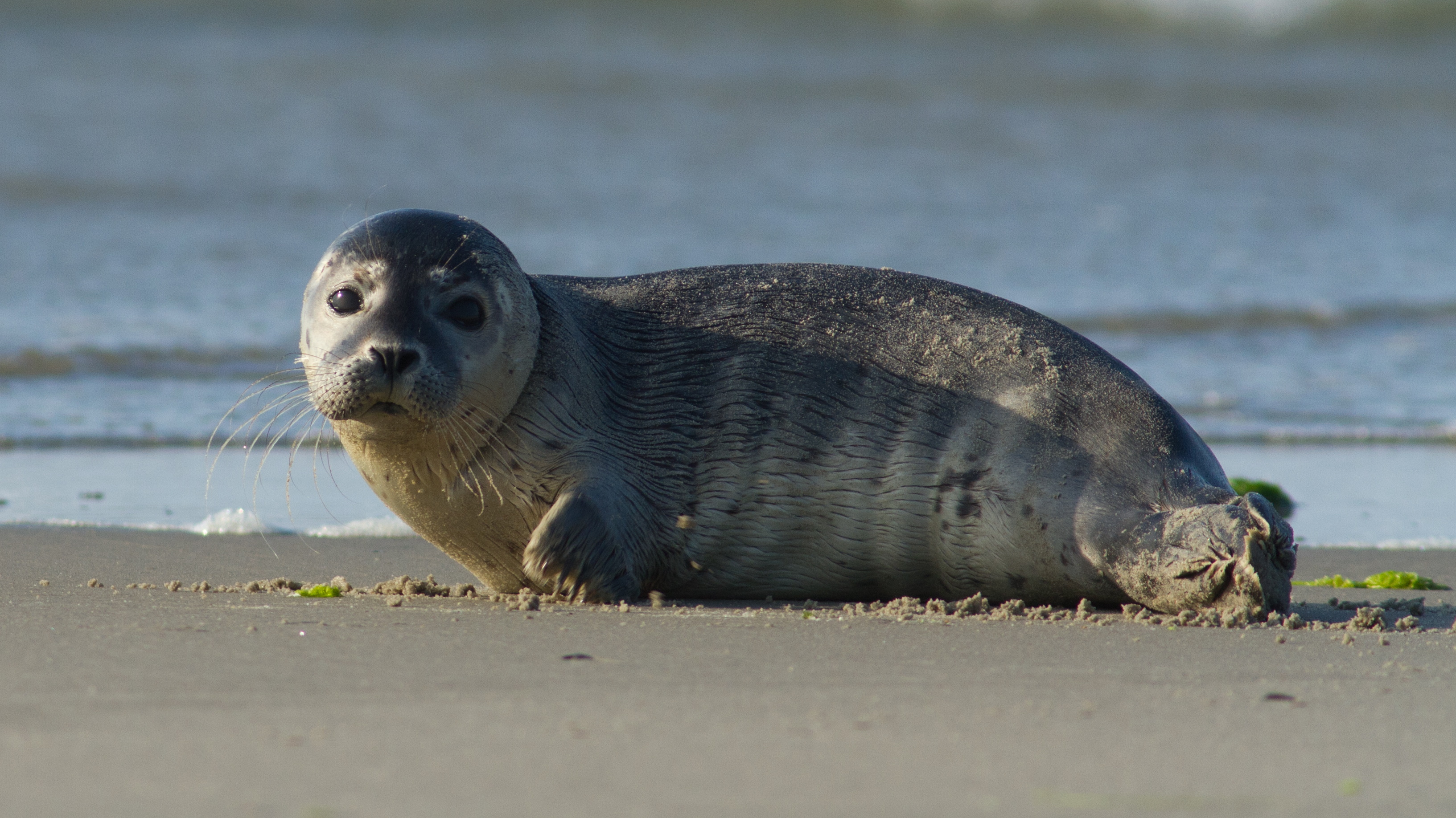 Weer minder gewone zeehonden in Waddenzee, wel meer pups Omrop Fryslân