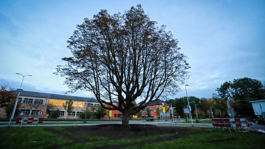 De kastanjeboom op de nieuwe plek