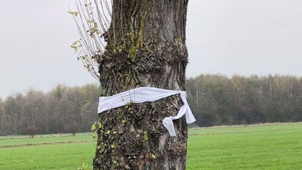 Partij voor de Dieren hangt rouwlinten om gekapte populieren