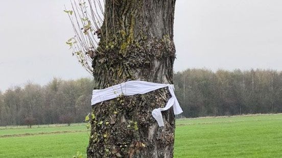 Rouwlinten om gekapte populieren gehangen: 'Teken van verdriet en verzet'