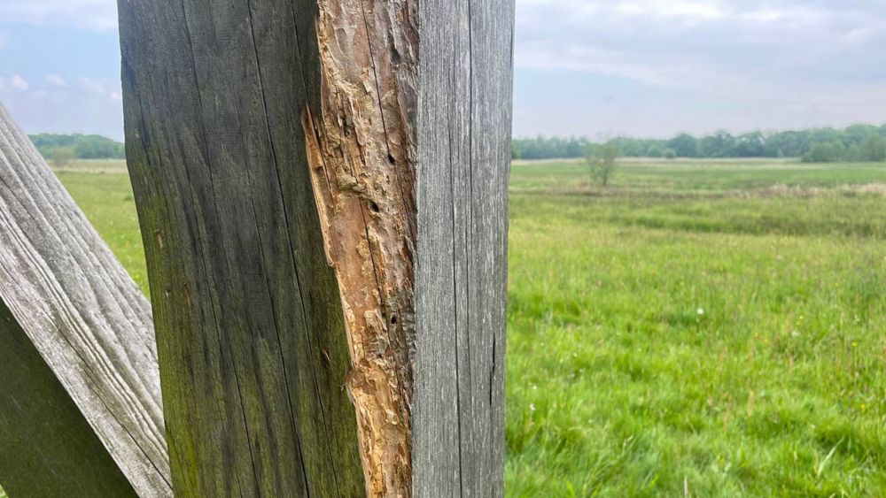 Uitkijktoren Ter Wupping aangetast door kevers - RTV Noord