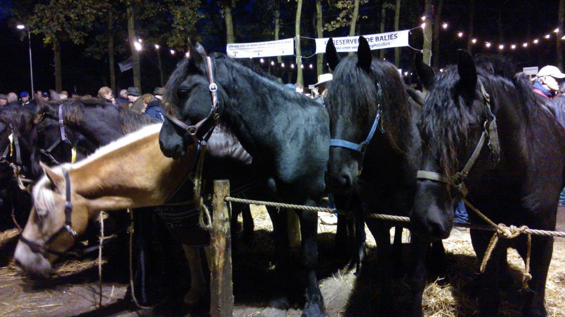 Paarden op de Zuidlaardermarkt (Rechten: archief RTV Drenthe)