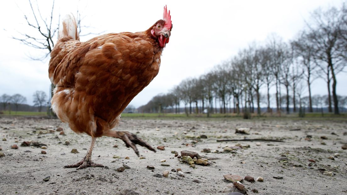 Kippen mogen voorlopig niet meer buiten vrij rondlopen.