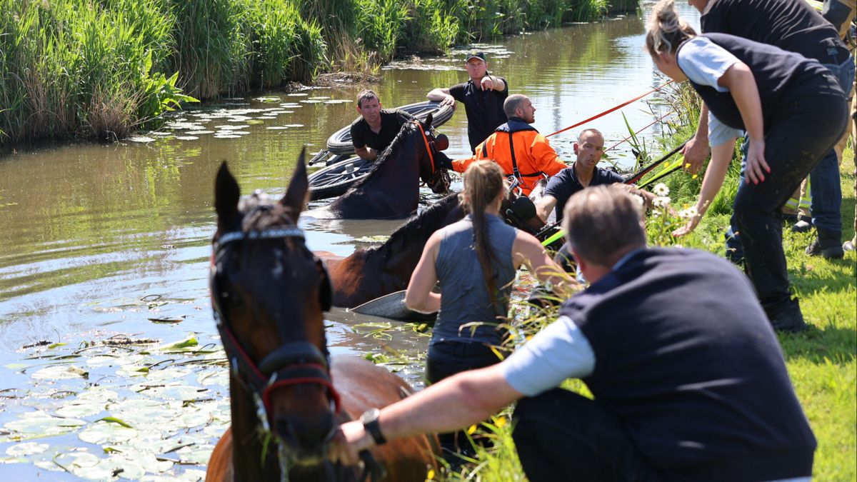 Paardenkoets met mensen belandt in sloot, reddingsactie hulpdiensten