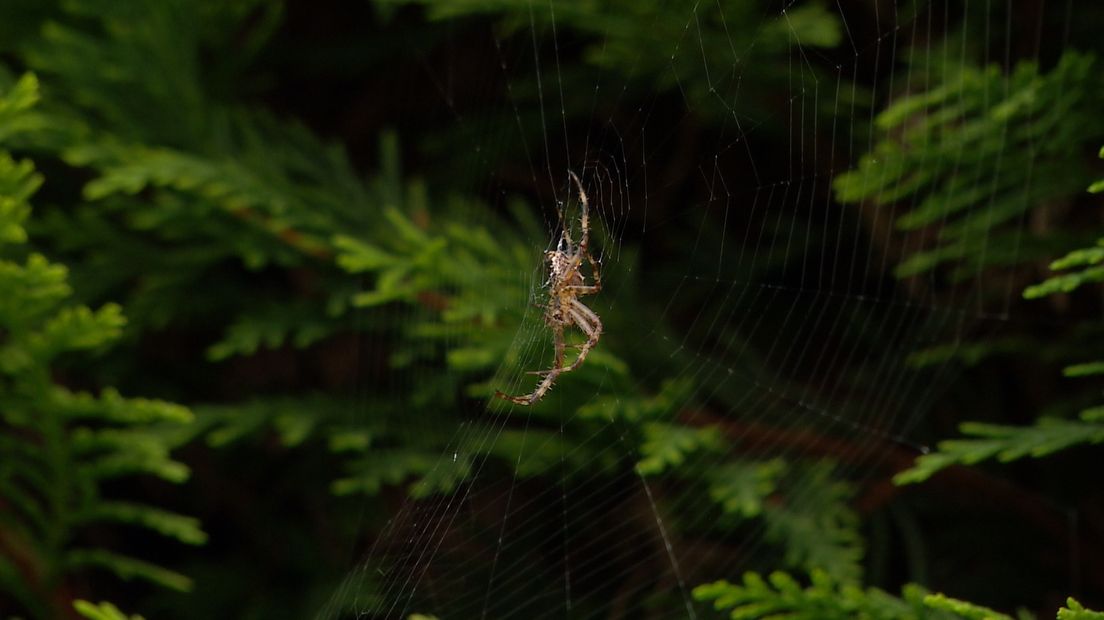 De kruisspin kom je bijna in elke tuin wel tegen