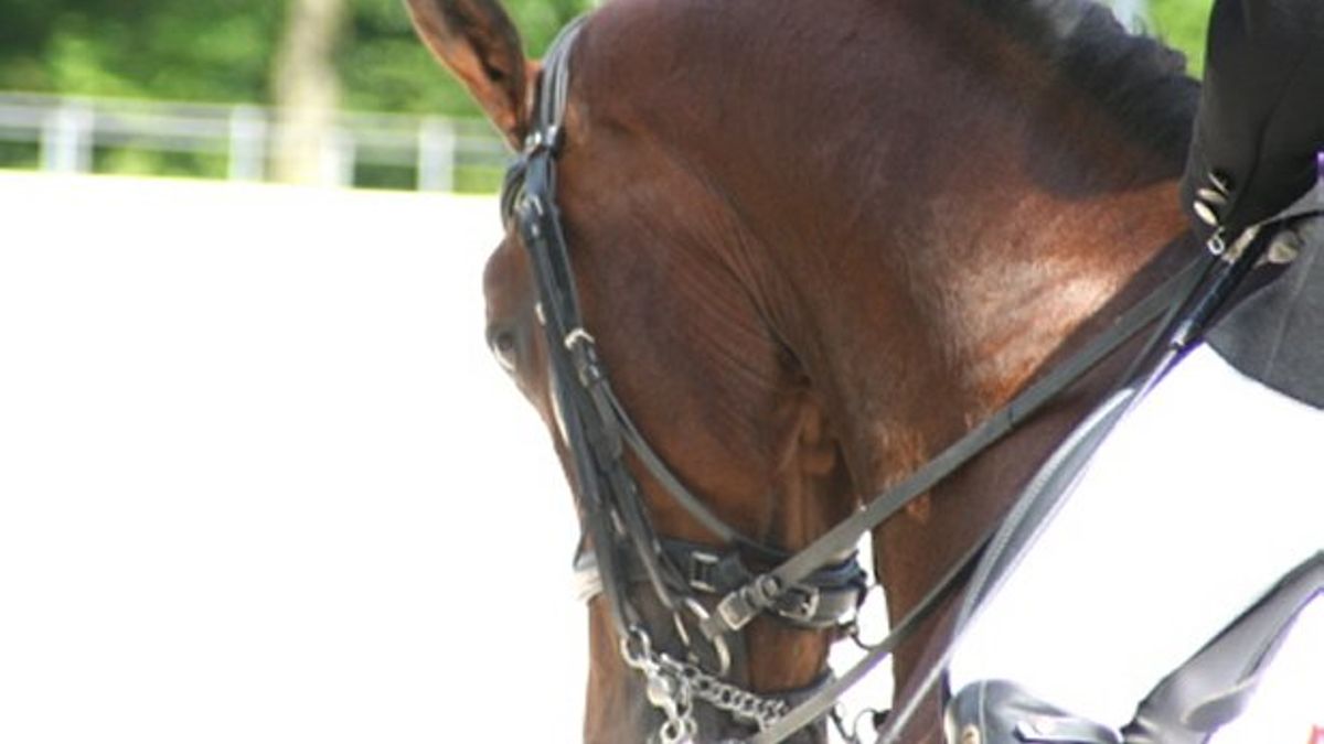 Noordelijk Kampioenschap Eventing trekt driehonderd deelnemers naar Norg