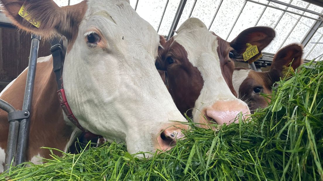 Koeien van Melkveehouder Aly Jobing uit Grolloo