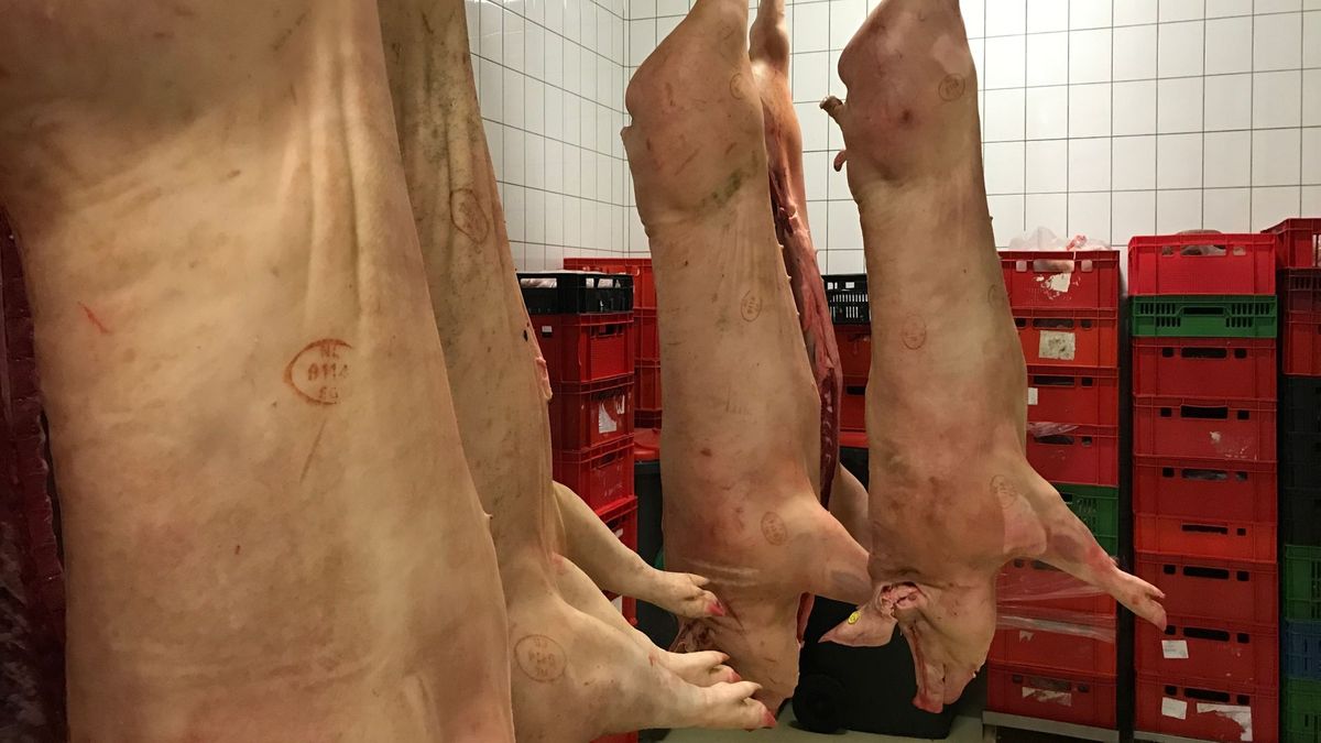 Hoogeveense slachterij: 'NVWA vocht interne strijd bij ons uit'