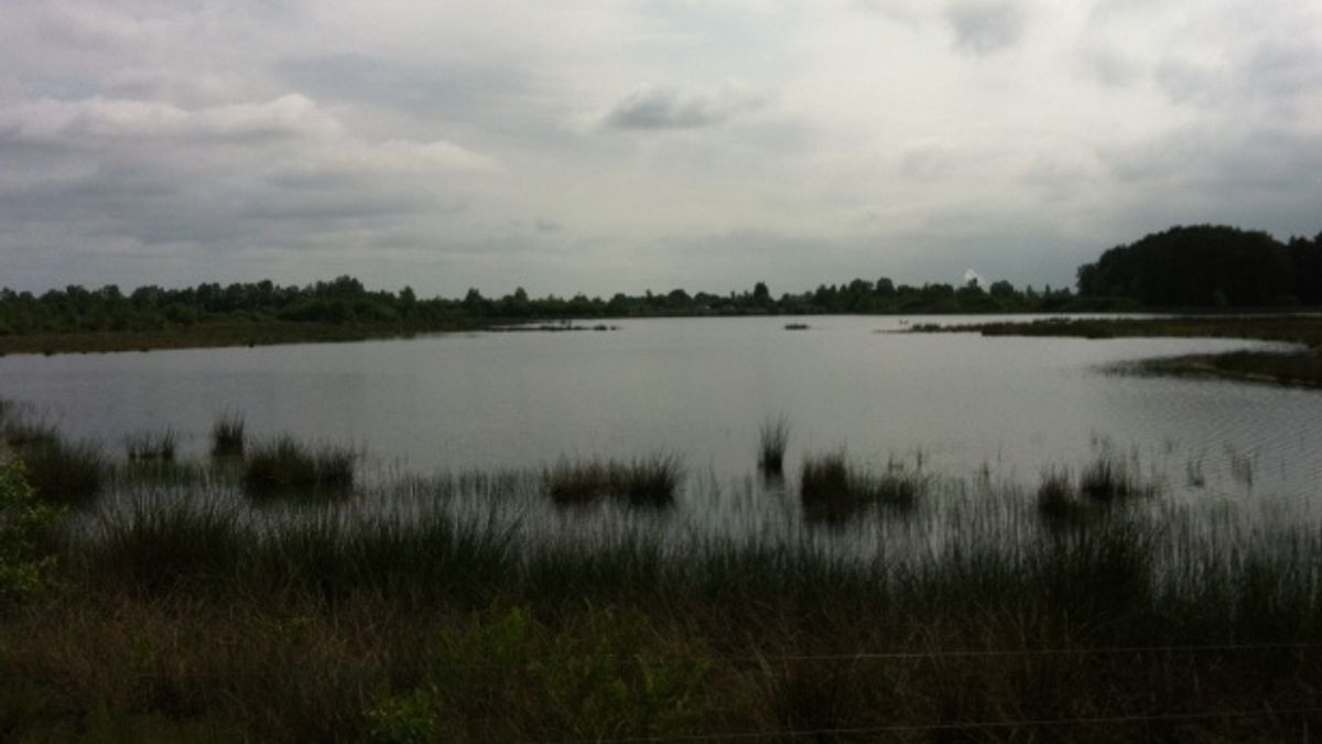 Einde aan droogte op Dwingelderveld