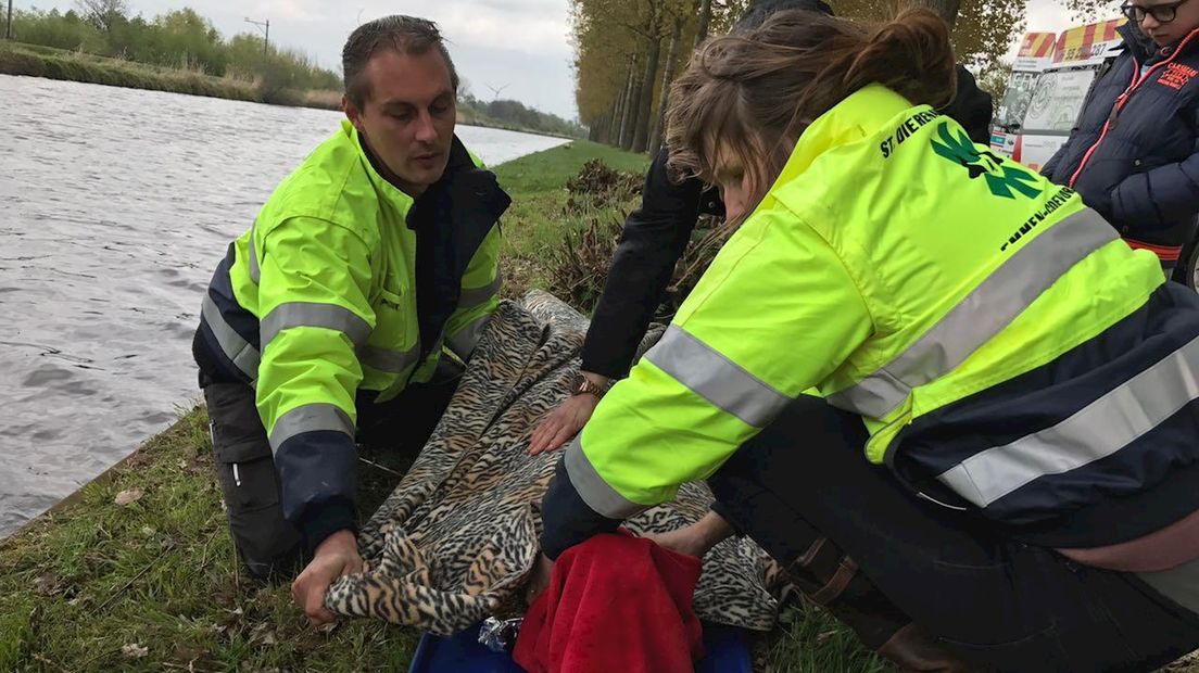 Ree uit het water gered bij Gramsbergen