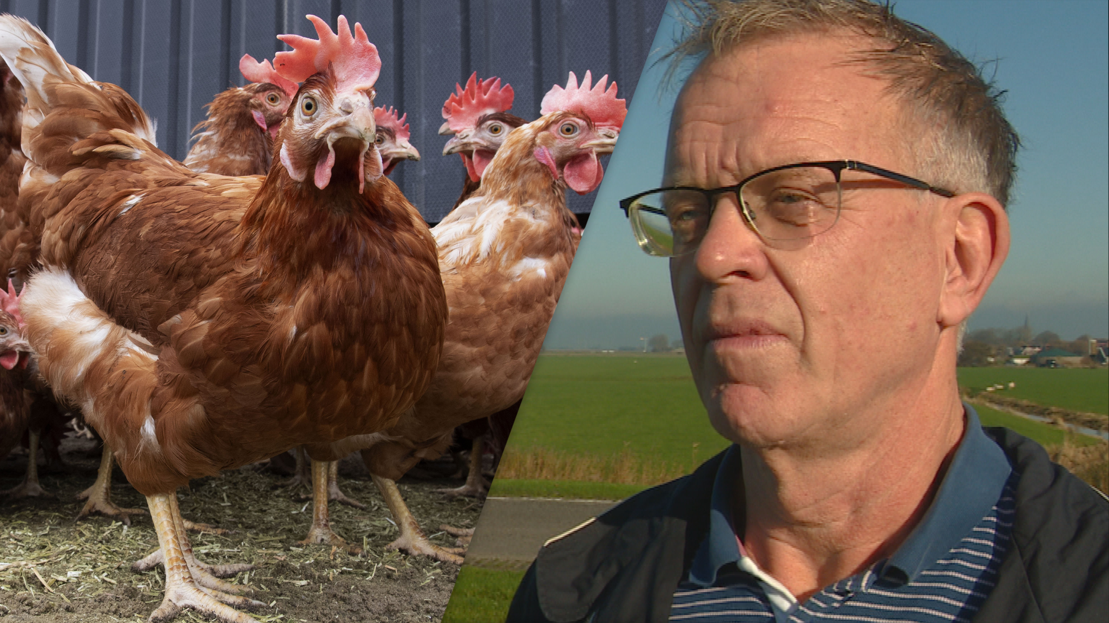 Romje, skjinmeitsje en dan nije hinnen sykje: dit gebeurt der nei't fûgelgryp fêststeld wurdt op in bedriuw
