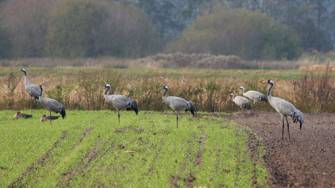 De kraanvogel is herkenbaar aan zijn blauwgrijze verenkleed en zwarte keel (Rechten: Free Nature Images/Bart Vastenhouw)