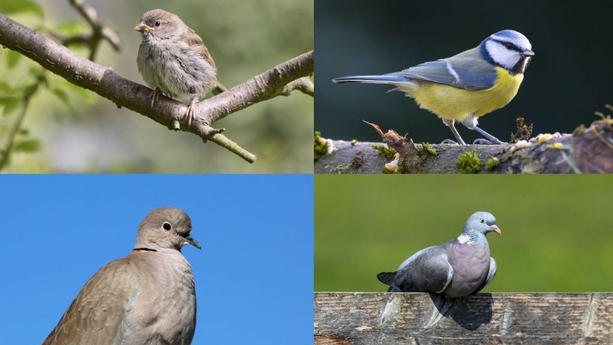 Heb jij enig idee welke vogel je hier ziet? - Omroep Gelderland