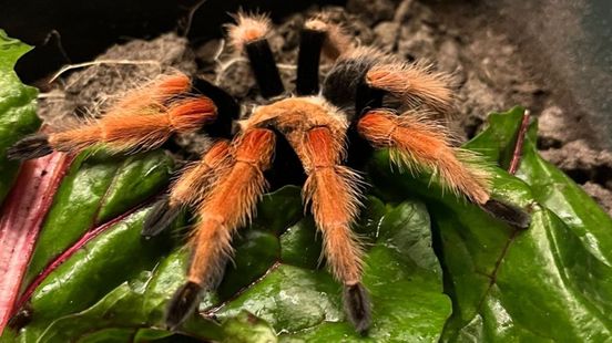 Vogelspin gevonden in tuin: 'We konden hem makkelijk meenemen'