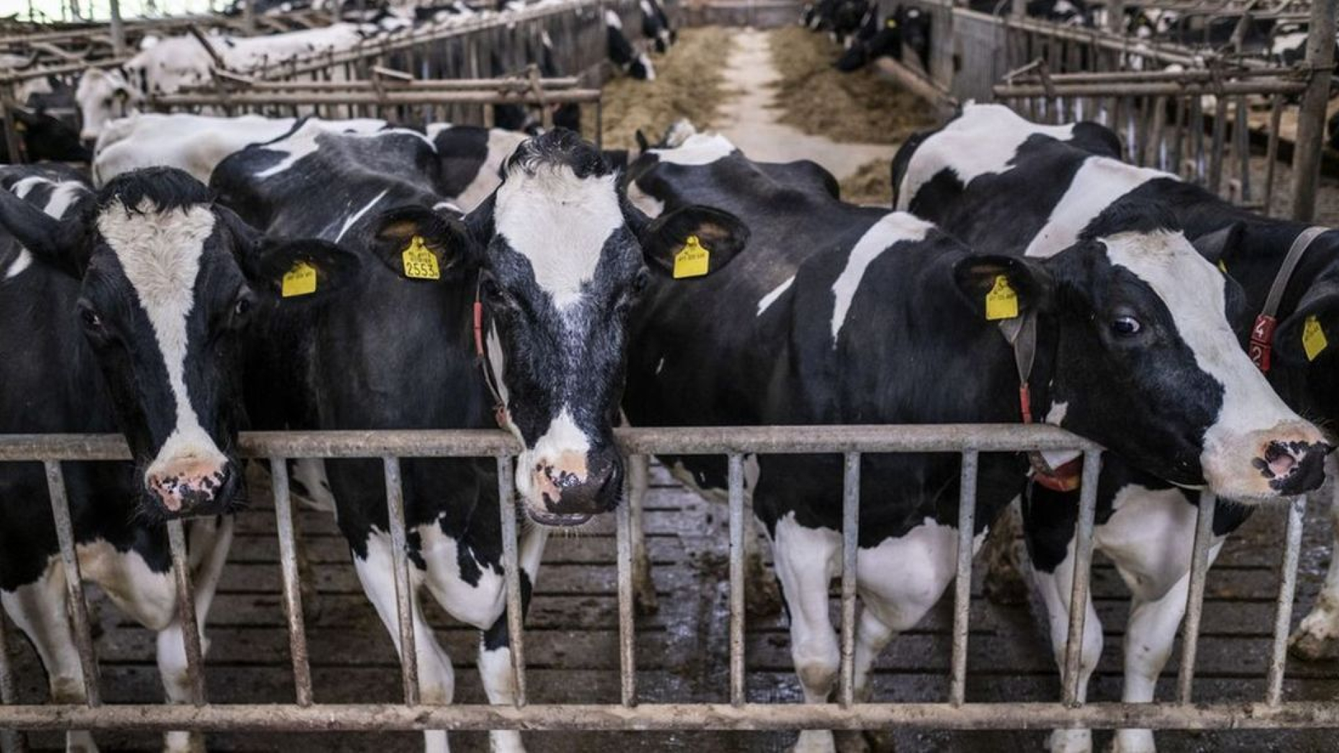 Zoveel Gelderse boeren hebben interesse in de uitkoopregeling