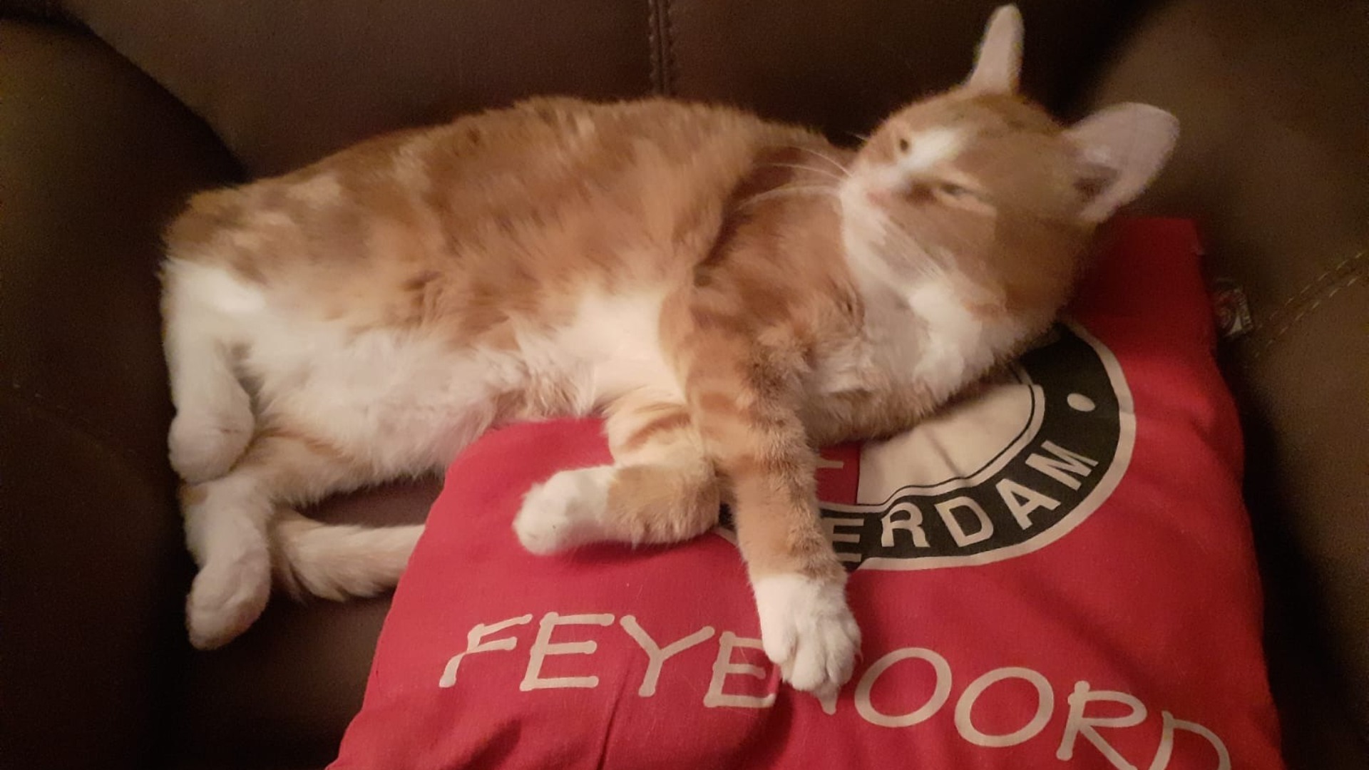 Deze kat is voor Feyenoord