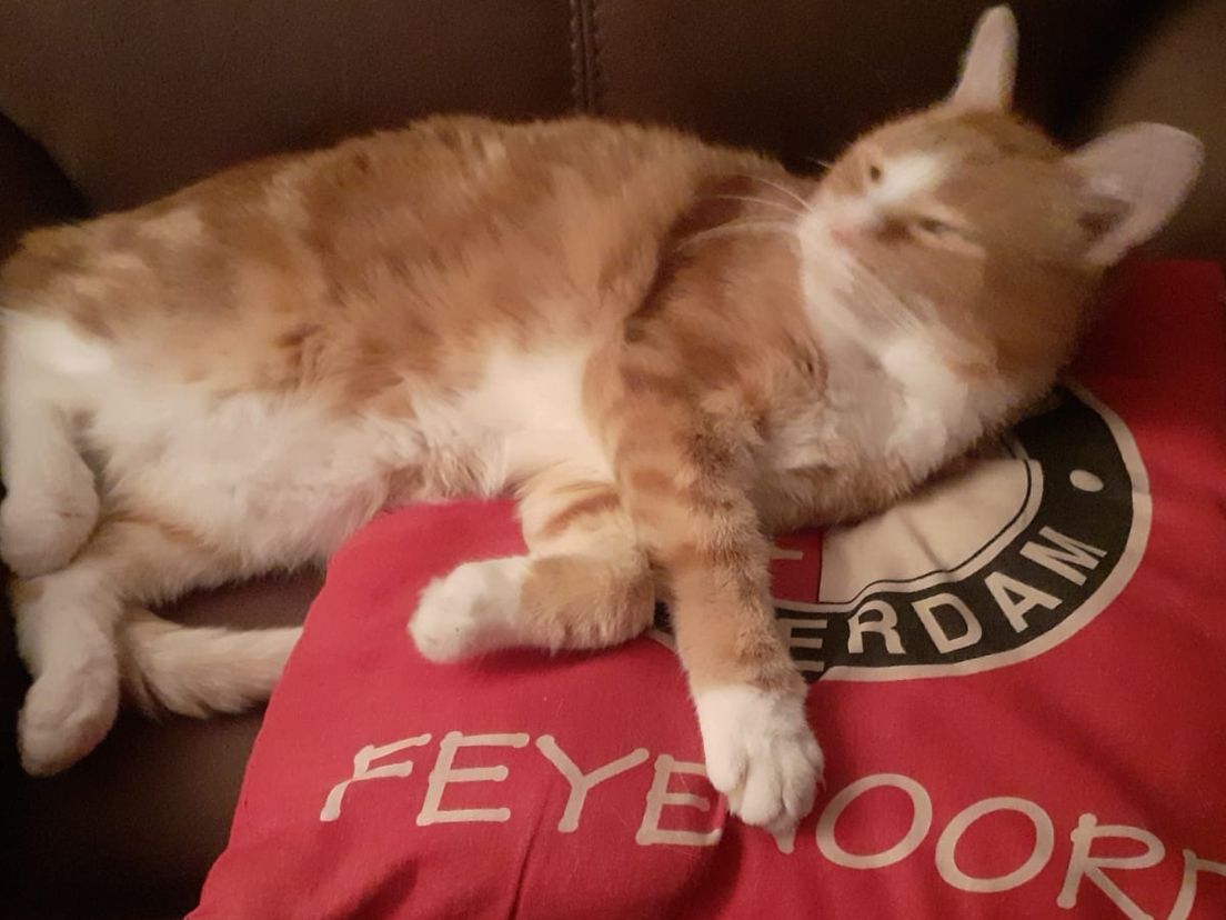 Deze kat is voor Feyenoord
