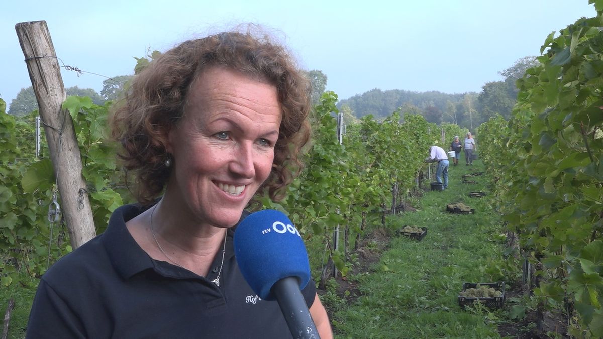 Druivenopbrengst in Bentelo is nog groter dan verwacht