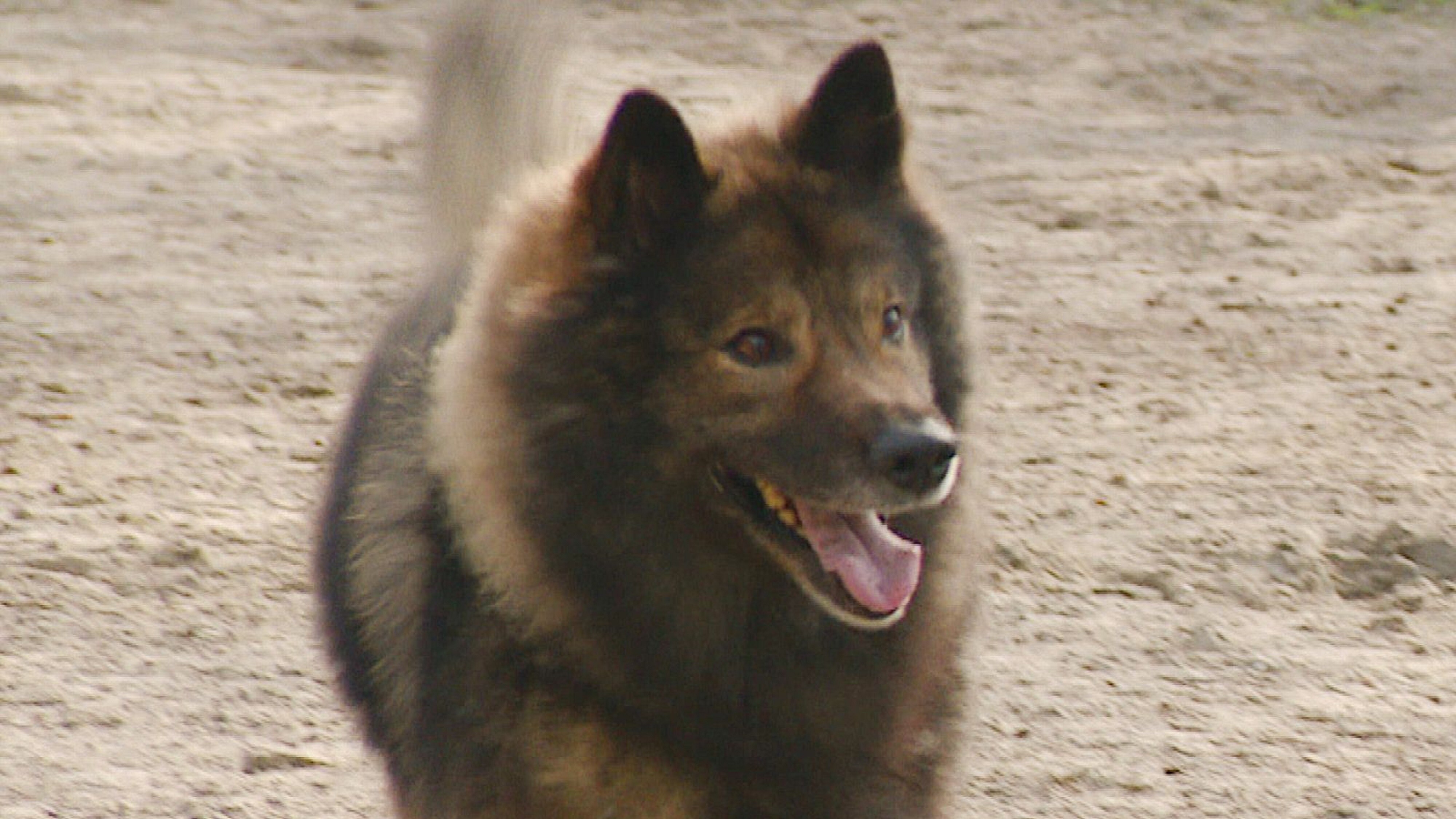 Loki was blij dat hij zijn baasje terugzag