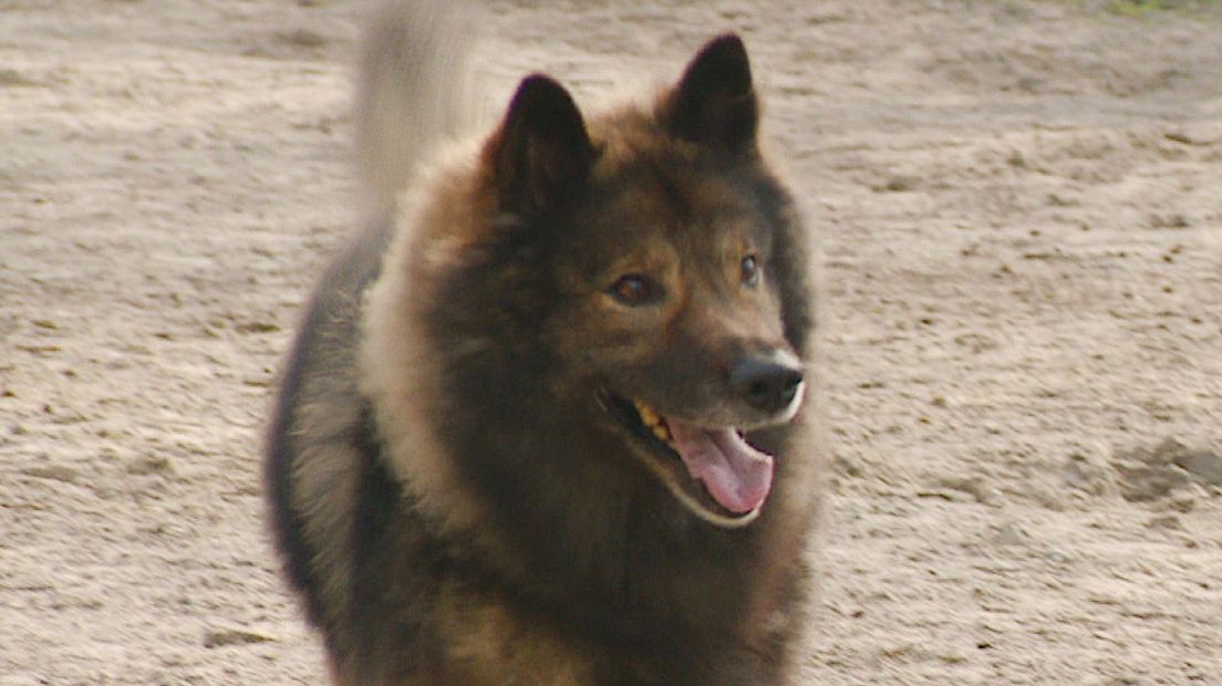 Loki was blij dat hij zijn baasje terugzag